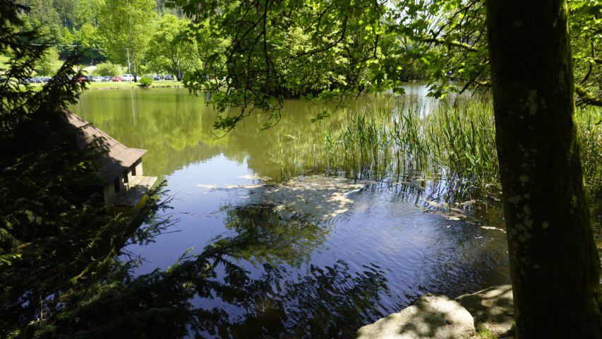 Waldsee Klein